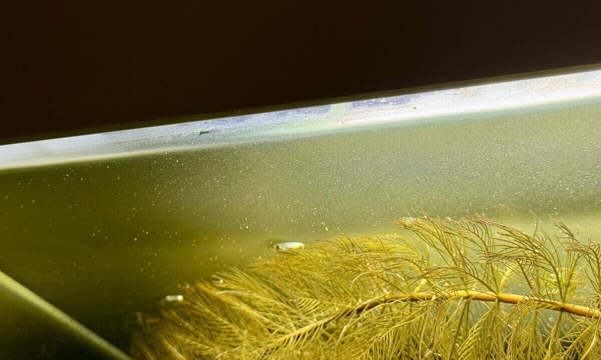 Kahmhaut auf der Wasseroberfläche eines bepflanzten Aquariums