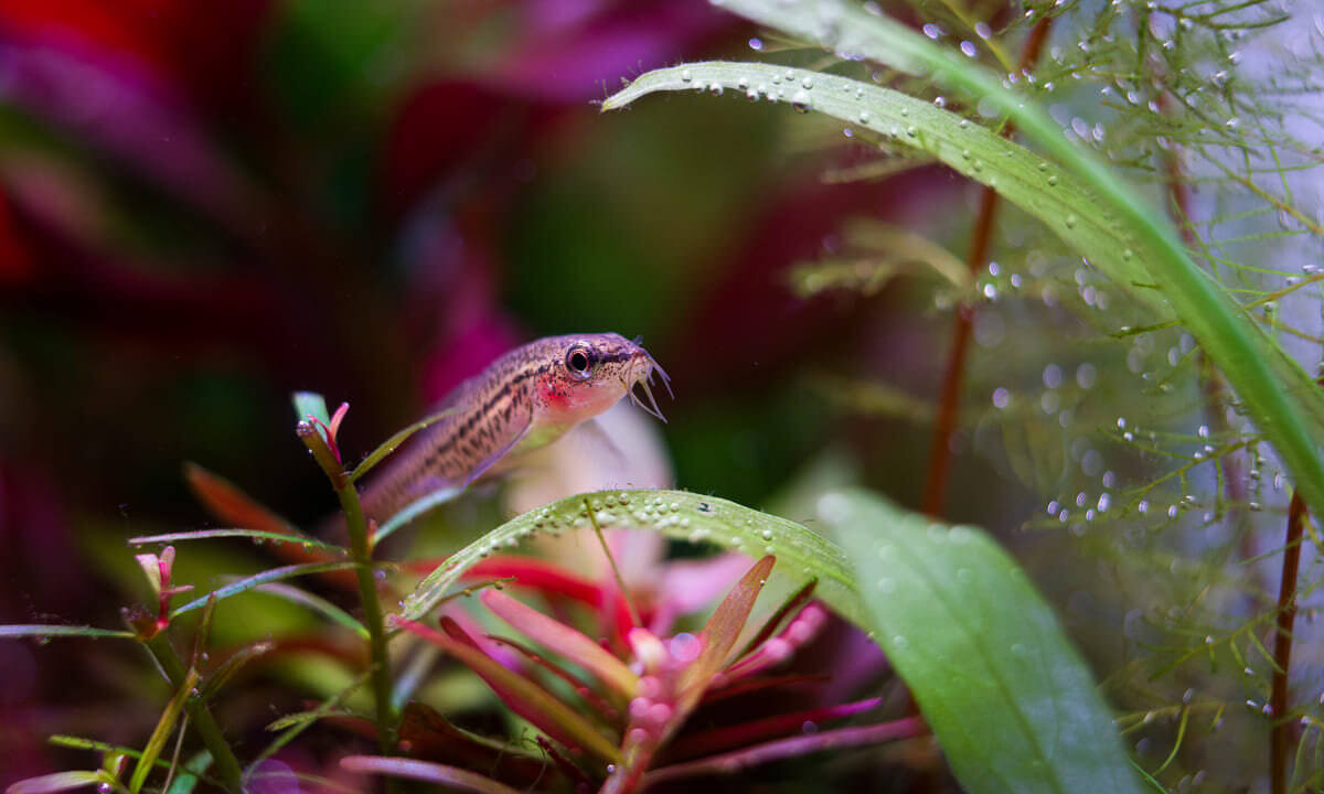 Rosy Zwergschmerle als Schneckenfresser zwischen Aquarienpflanzen