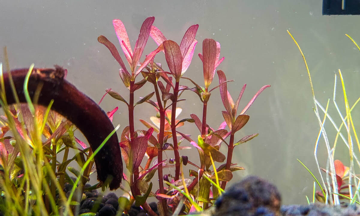Rotala Blood Red stellt sich im Aquarium auf ein submerses Wachstum um