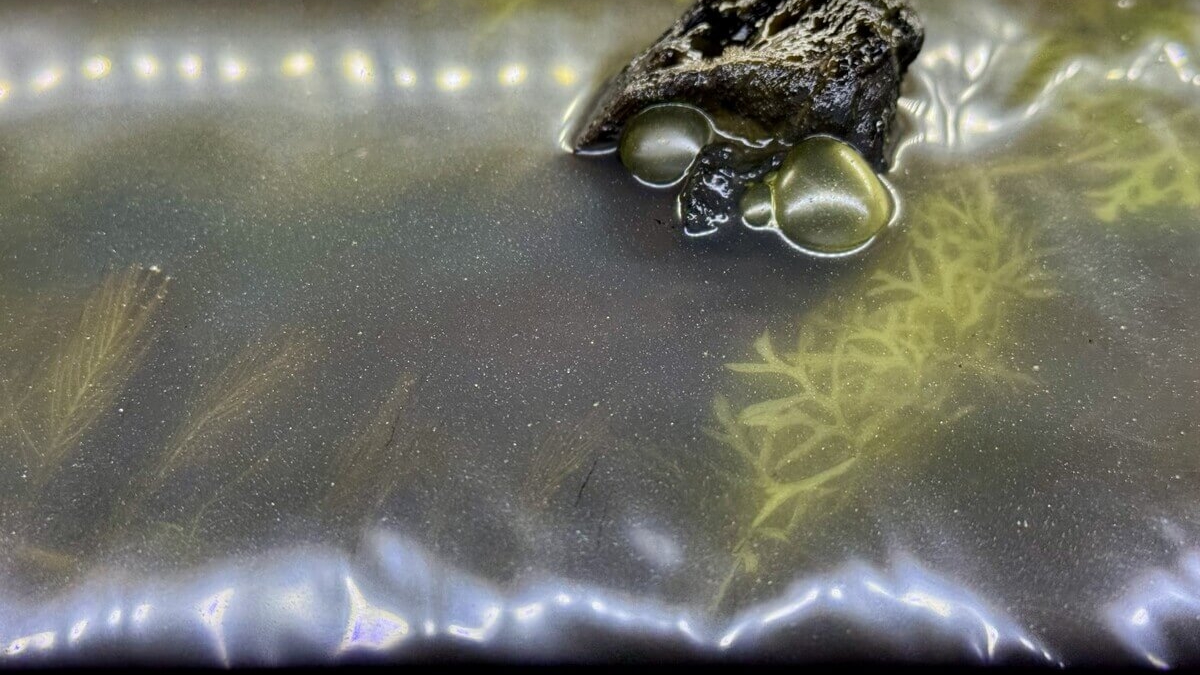 Starke Kahmhaut mit Blasen auf der Wasseroberfläche im Aquarium