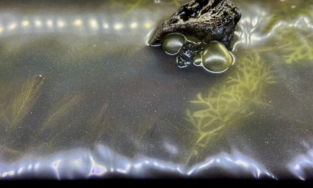 Starke Kahmhaut mit Blasen auf der Wasseroberfläche im Aquarium