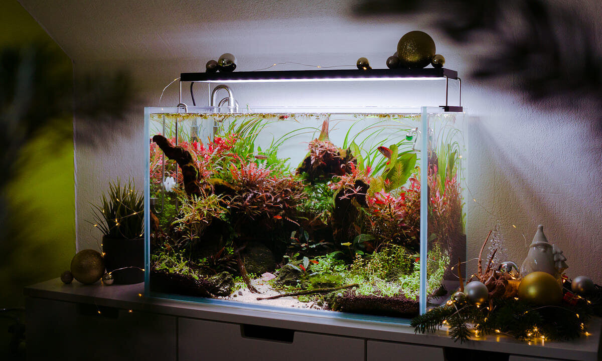 Offenes Aquascape mit In- und Outflows aus Edelstahl