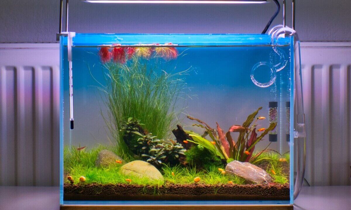 Kleines Nano-Aquascape mit runder Glas Spin Pipe