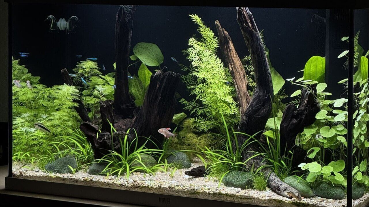Stark bepflanztes Süßwasseraquarium mit gesunden Wasserpflanzen