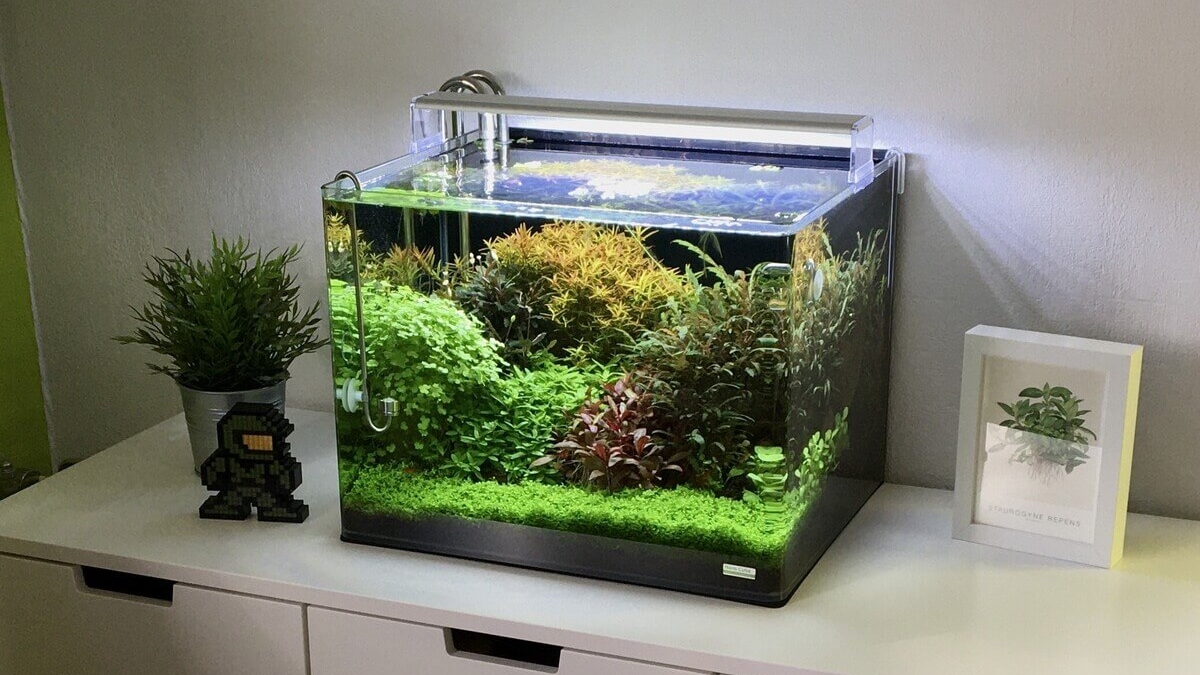 Kleines bepflanztes Anfänger-Nanoaquarium