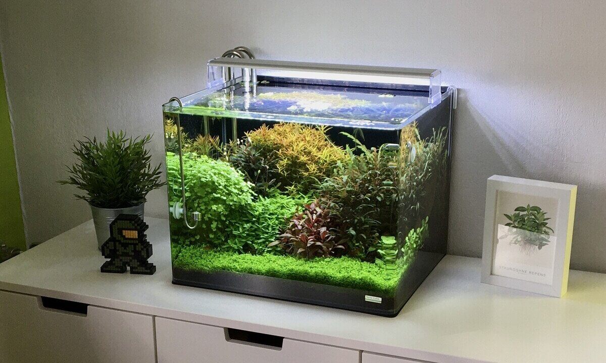Kleines bepflanztes Anfänger-Nanoaquarium