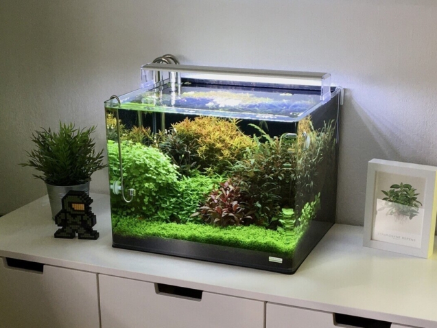 Kleines bepflanztes Anfänger-Nanoaquarium