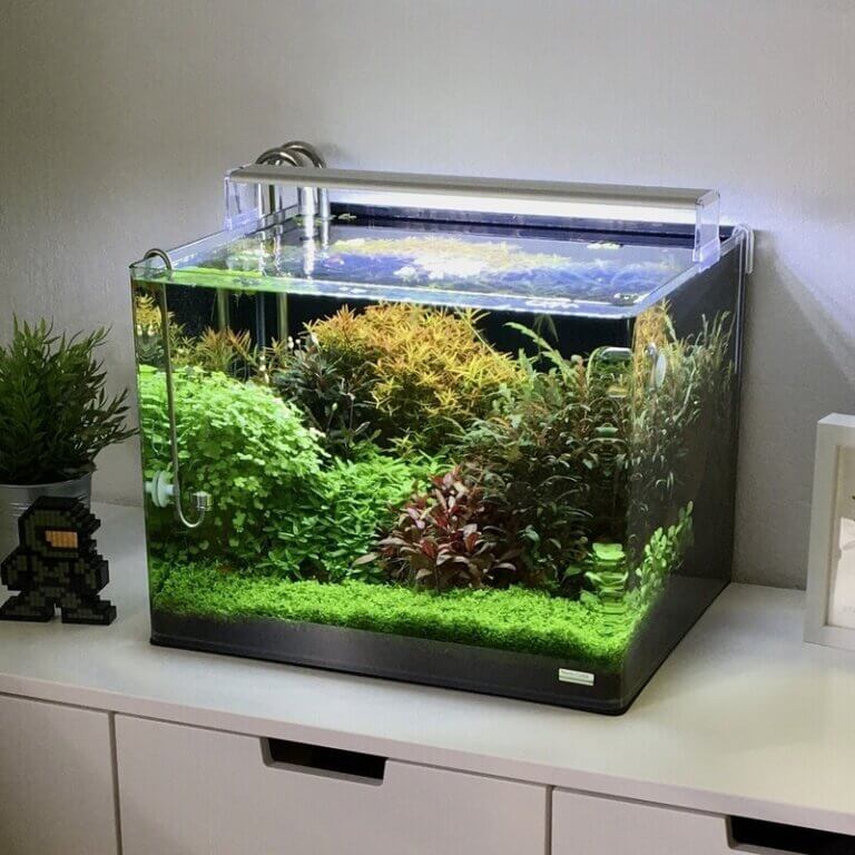 Kleines bepflanztes Anfänger-Nanoaquarium