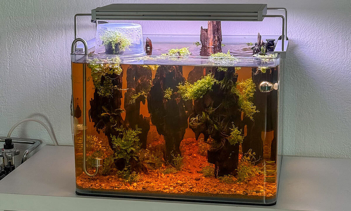 Braunes Aquariumwasser durch Huminstoffe aus Wurzeln in der Einfahrphase