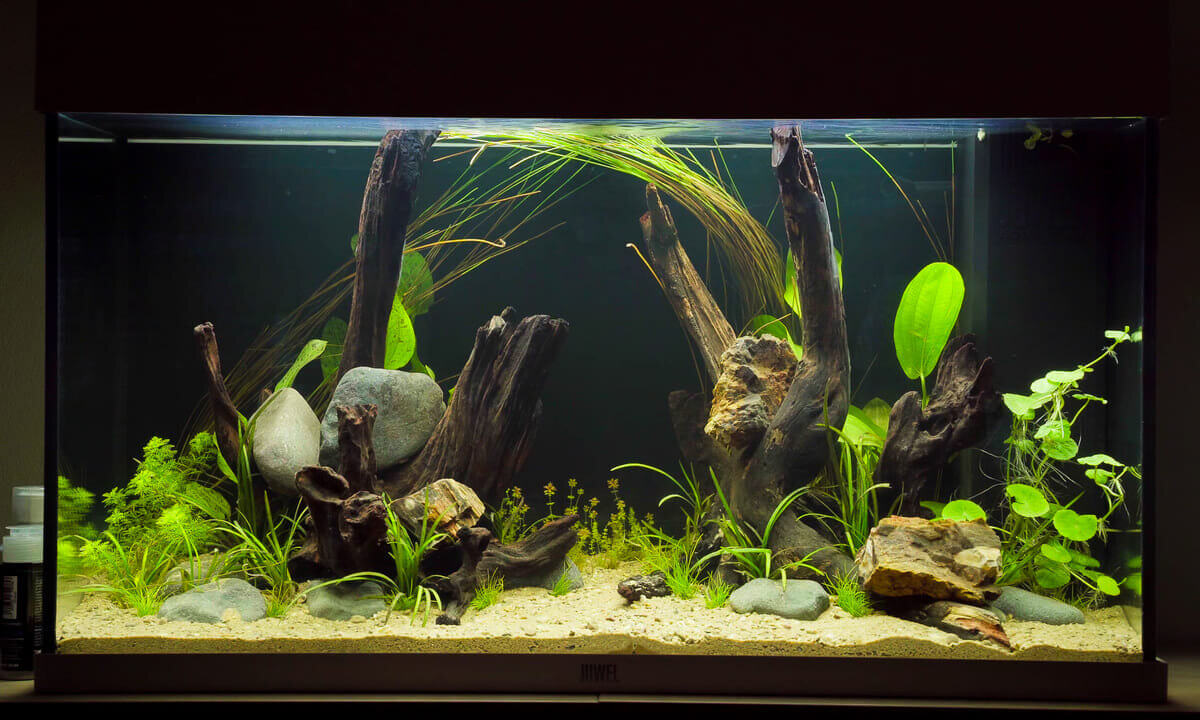 Fertig eingerichtetes Aquarium mit Wurzeln, Steinen und Aquarienpflanzen