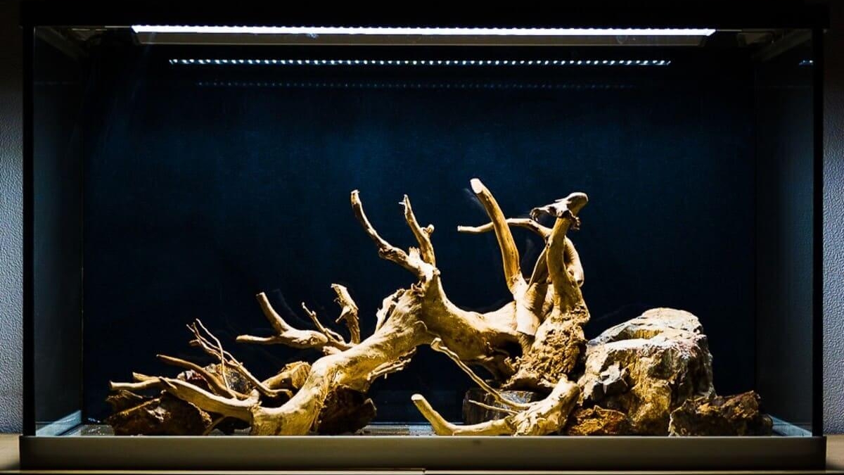 Aquarium Hardscape Layout mit Wurzeln und Steinen vor der Bepflanzung