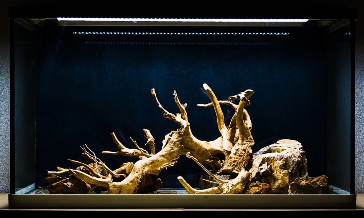 Aquarium Hardscape Layout mit Wurzeln und Steinen vor der Bepflanzung