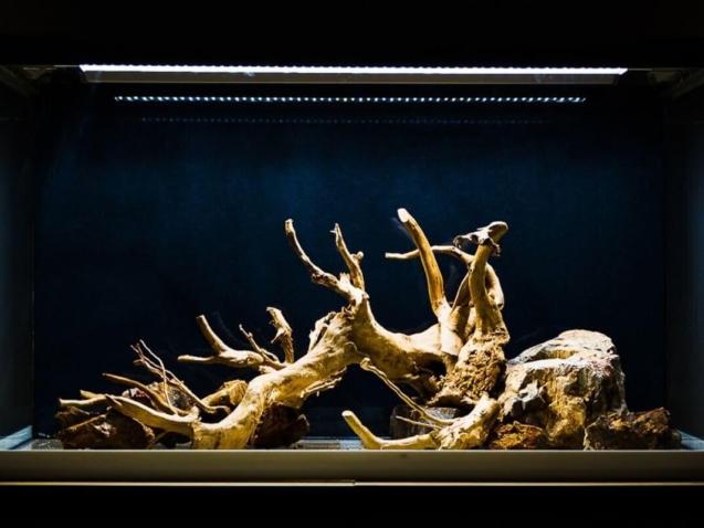 Aquarium Hardscape Layout mit Wurzeln und Steinen vor der Bepflanzung