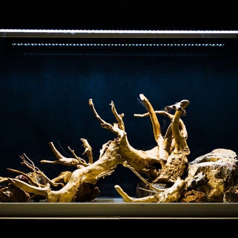 Aquarium Hardscape Layout mit Wurzeln und Steinen vor der Bepflanzung