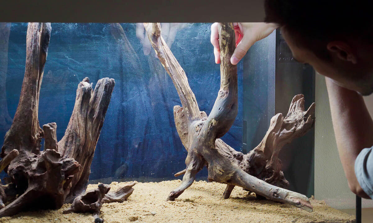 Wurzeln im Aquarium platzieren beim Aufbau des Hardscapes