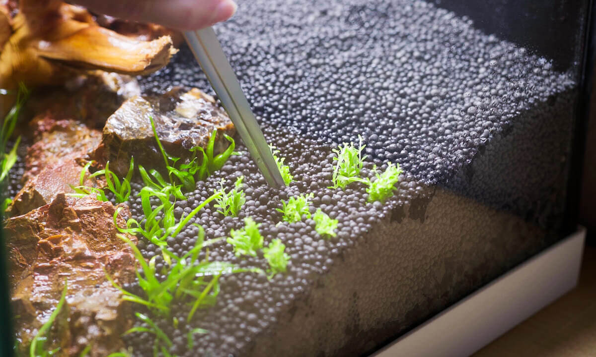 Aquariumpflanzen werden mit einer Pinzette in Soil eingesetzt