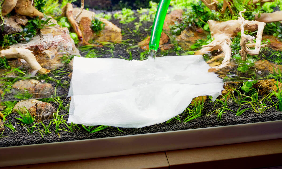 Aquarium vorsichtig mit Küchenpapier mit Wasser befüllen