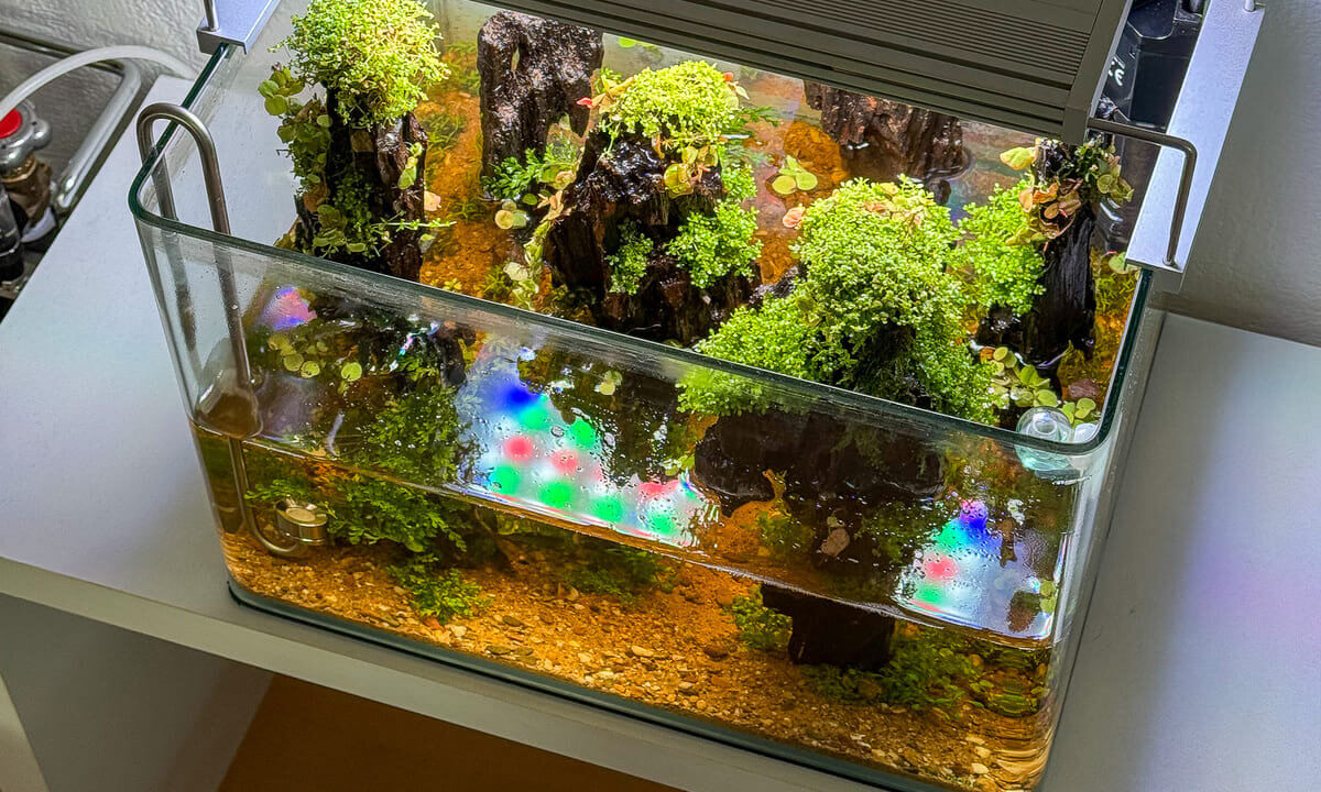 Aquascape Aquarium während der Einfahrphase
