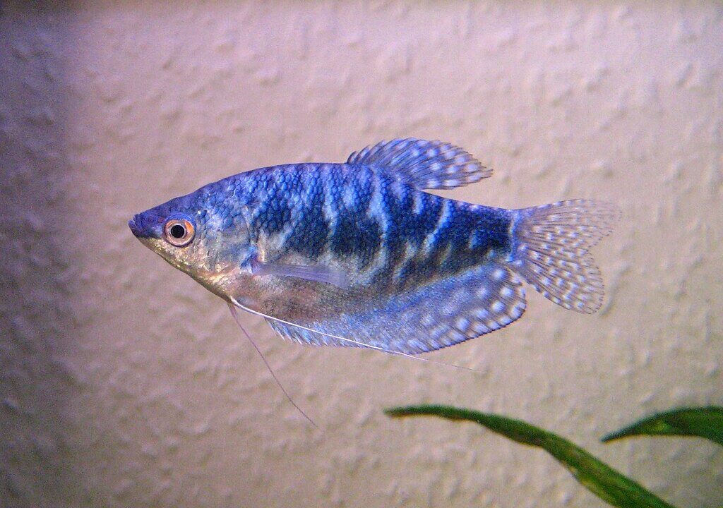 Blauer Fadenfisch (Trichopodus trichopterus) Labyrinthfisch im Aquarium