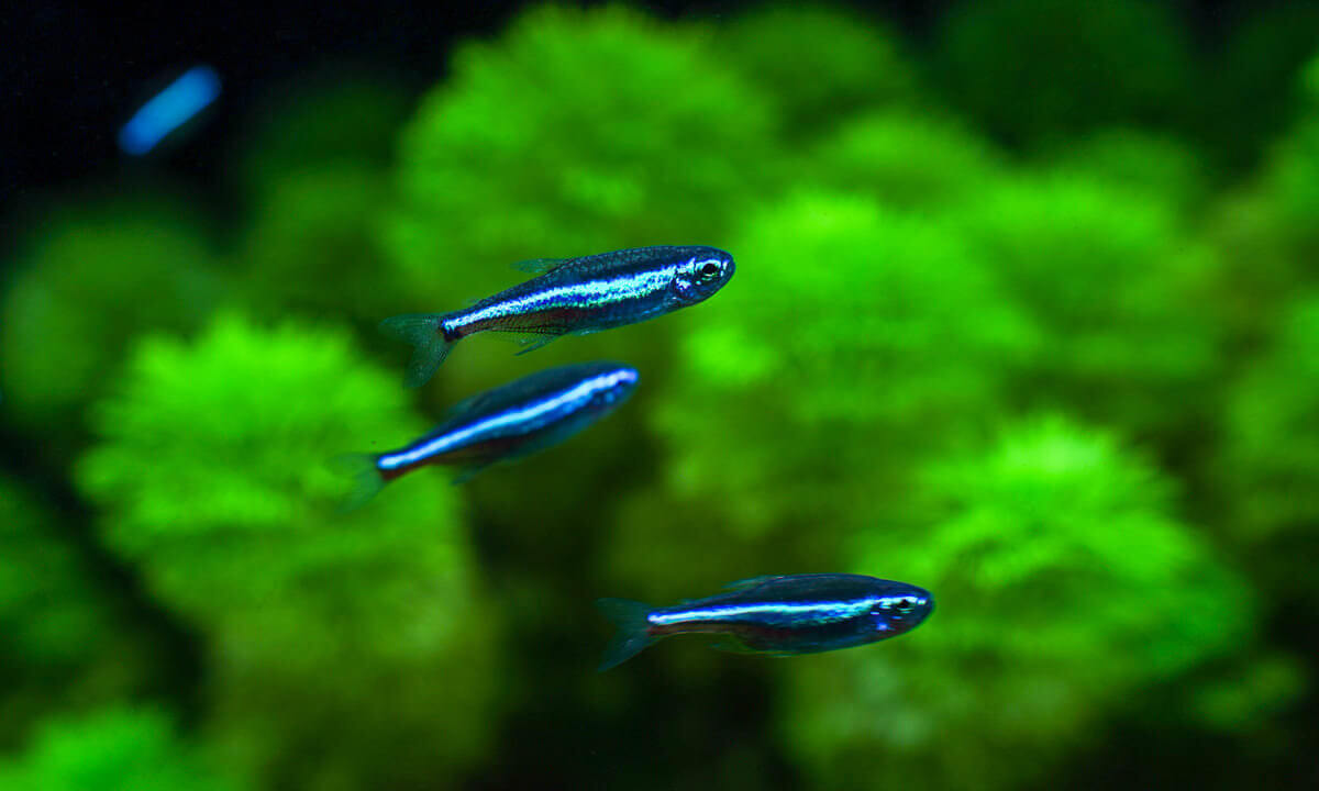 Blauer Neon (Paracheirodon simulans) Schwarmfisch im bepflanzten Aquarium