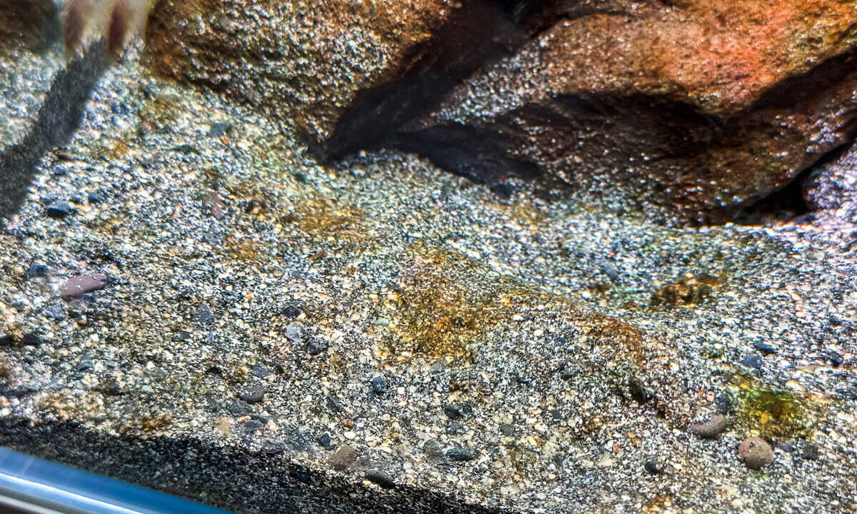 Braune Algen (Kieselalgen) auf dem Bodengrund im Aquarium