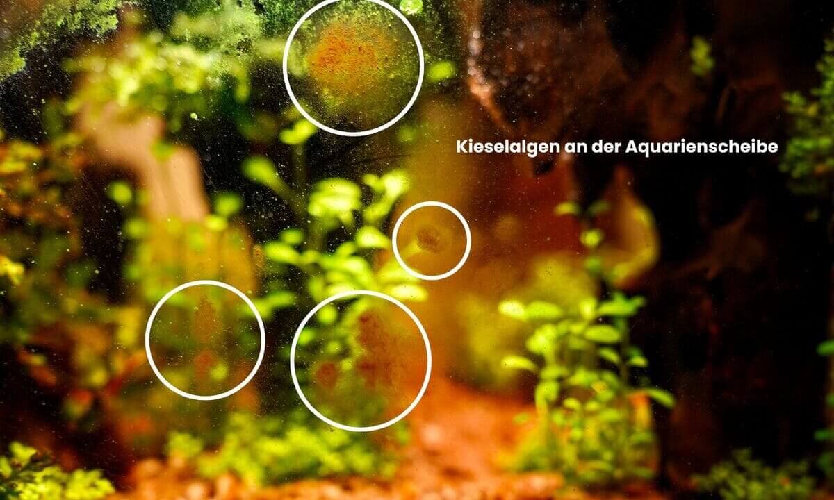 Braune Algen (Kieselalgen) auf der Aquarienscheibe markiert