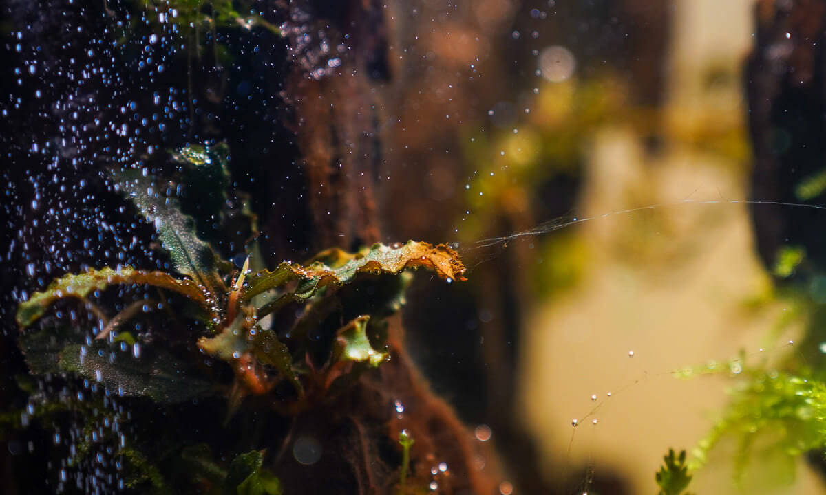Braune Algen auf Bucephalandra Aquariumpflanze