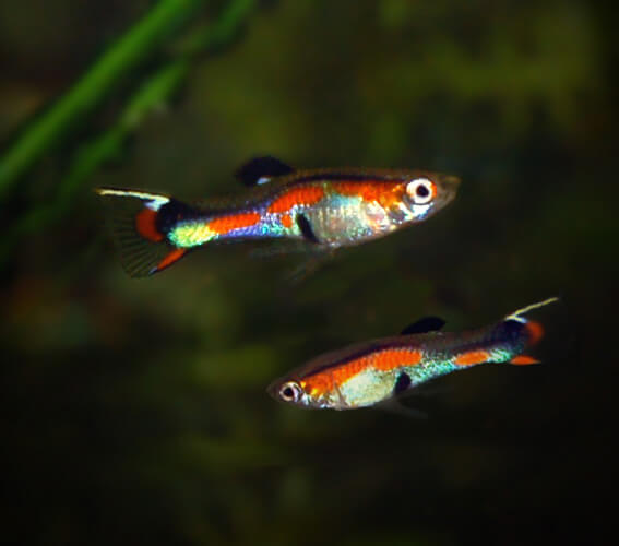 Endler Guppy (Poecilia wingei) farbenfroher lebendgebärender Fisch im Aquarium