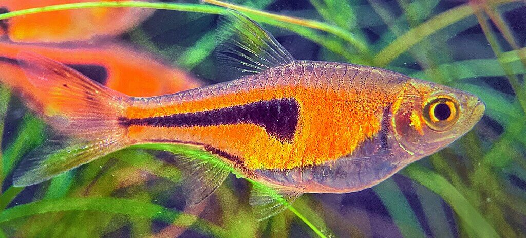Espes Keilfleckbärbling (Trigonostigma espei) friedlicher Schwarmfisch im Aquarium