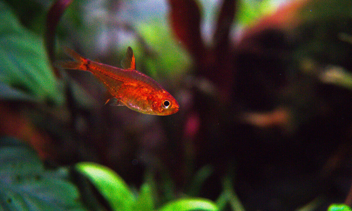 Feuertetra (Hyphessobrycon amandae) kleiner roter Schwarmfisch im Aquarium