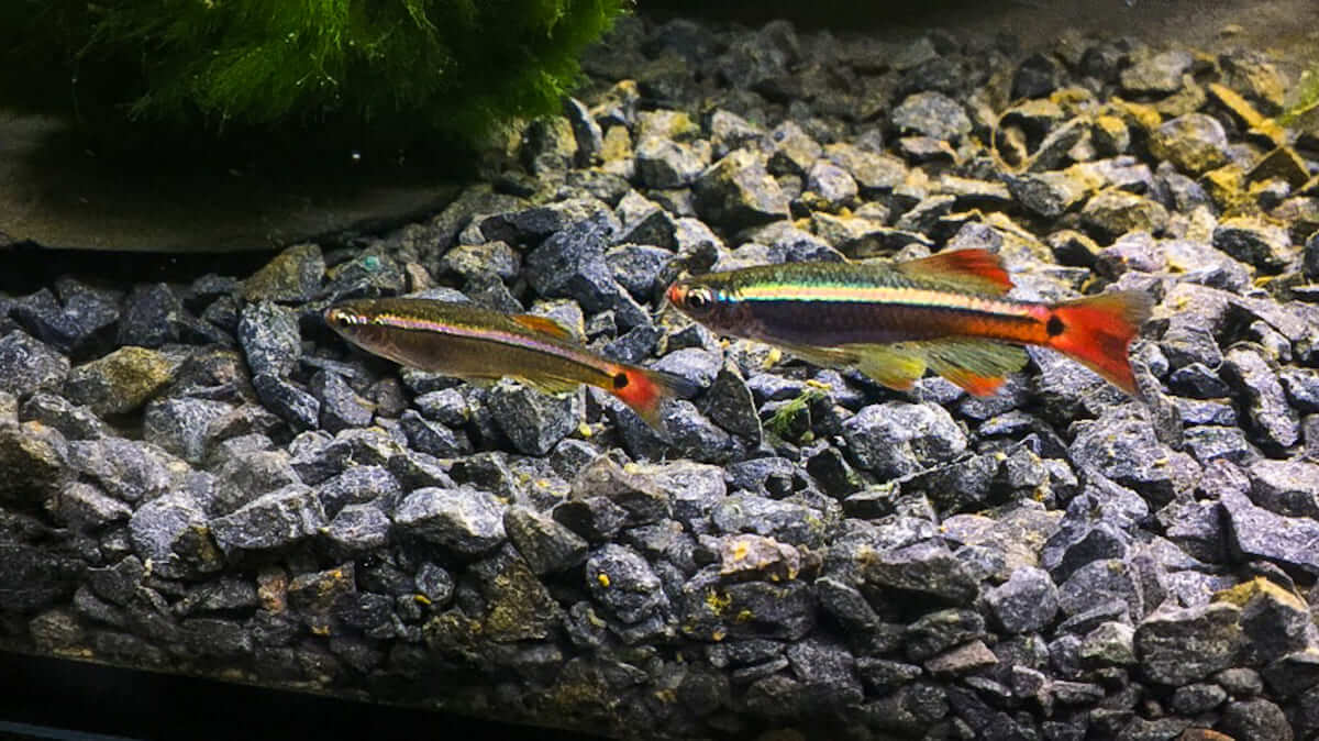 Kardinalfische (Tanichthys albonubes) im Aquarium