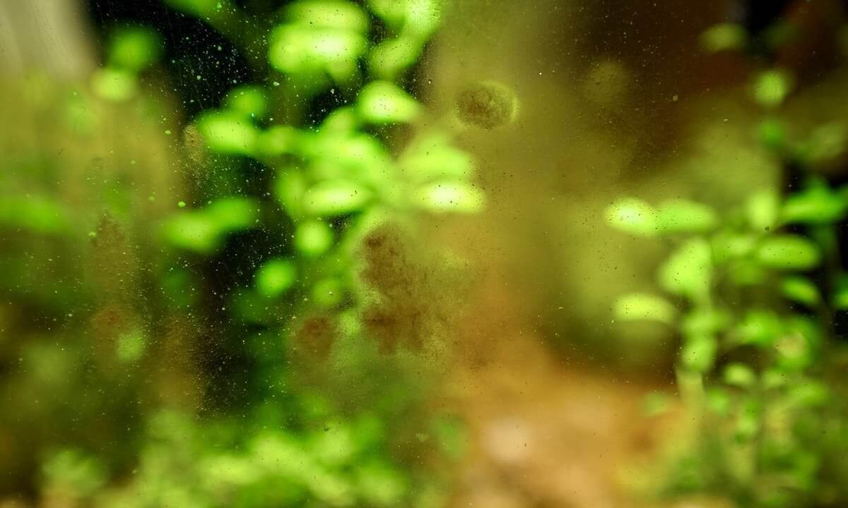 Kieselalgen auf Aquariumglas vor Pflanzen