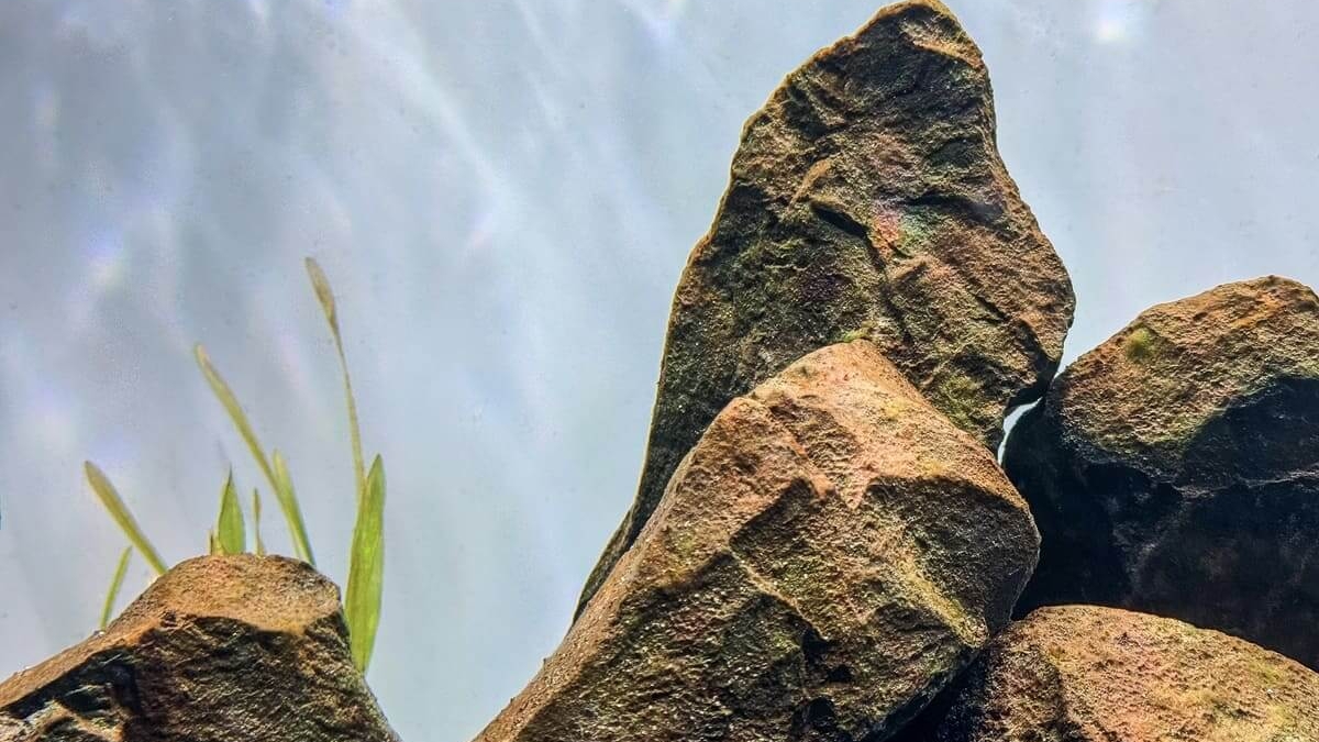 Kieselalgen auf Steinen im Aquarium als brauner Belag