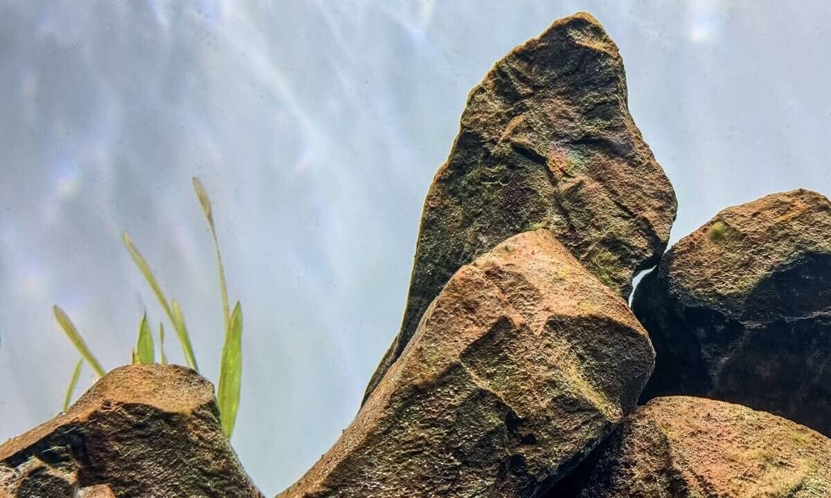 Kieselalgen auf Steinen im Aquarium als brauner Belag