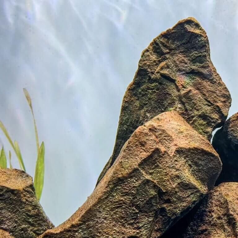 Kieselalgen auf Steinen im Aquarium als brauner Belag
