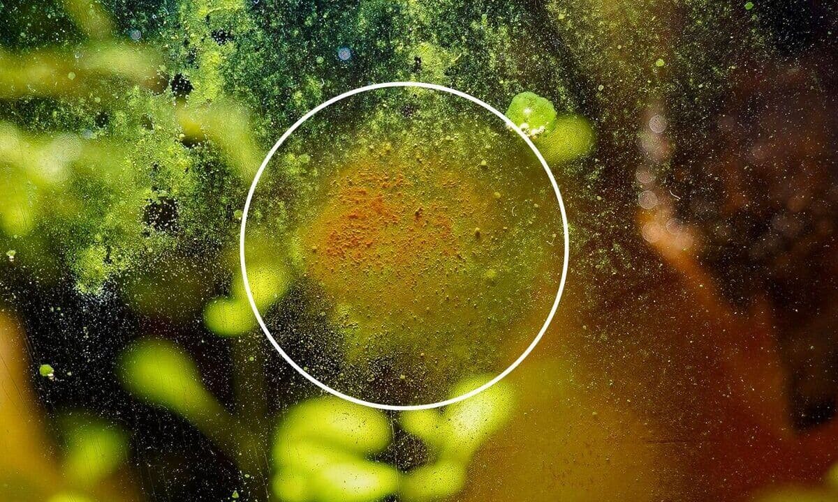 Detailaufnahme von Kieselalgen als brauner Belag im Aquarium