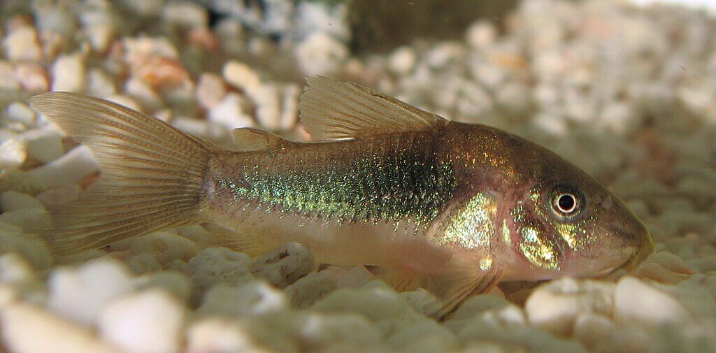 Metallpanzerwels (Corydoras aeneus) friedlicher Bodenfisch im Aquarium