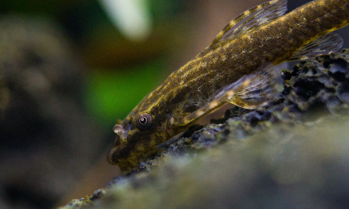 Ohrgitter-Harnischwels (Otocinclus) Algenfresser auf Stein im Aquarium
