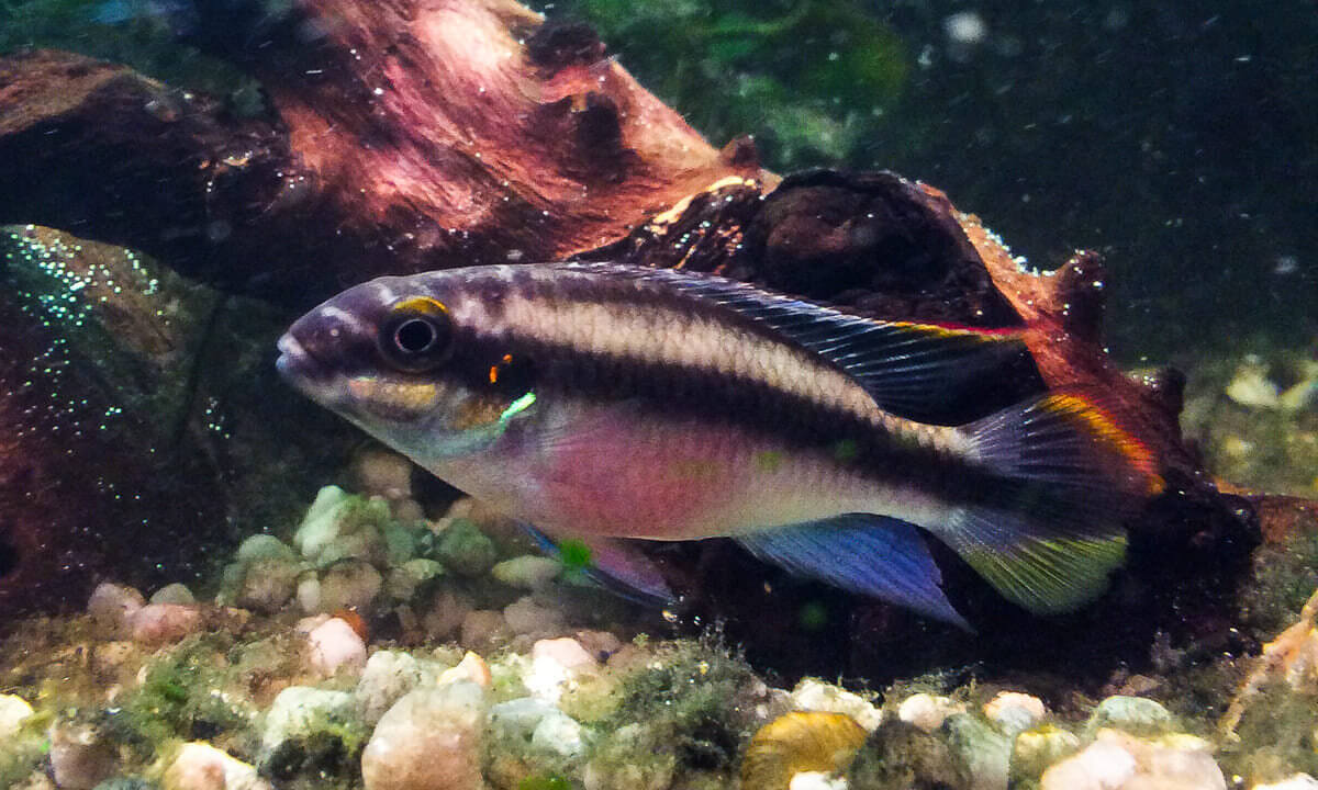 Purpurprachtbarsch (Pelvicachromis pulcher) Zwergbuntbarsch im Aquarium
