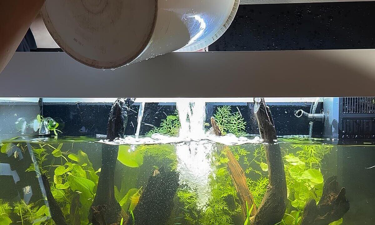 Wasserwechsel im Aquarium mit Eimer beim Einfüllen von Frischwasser
