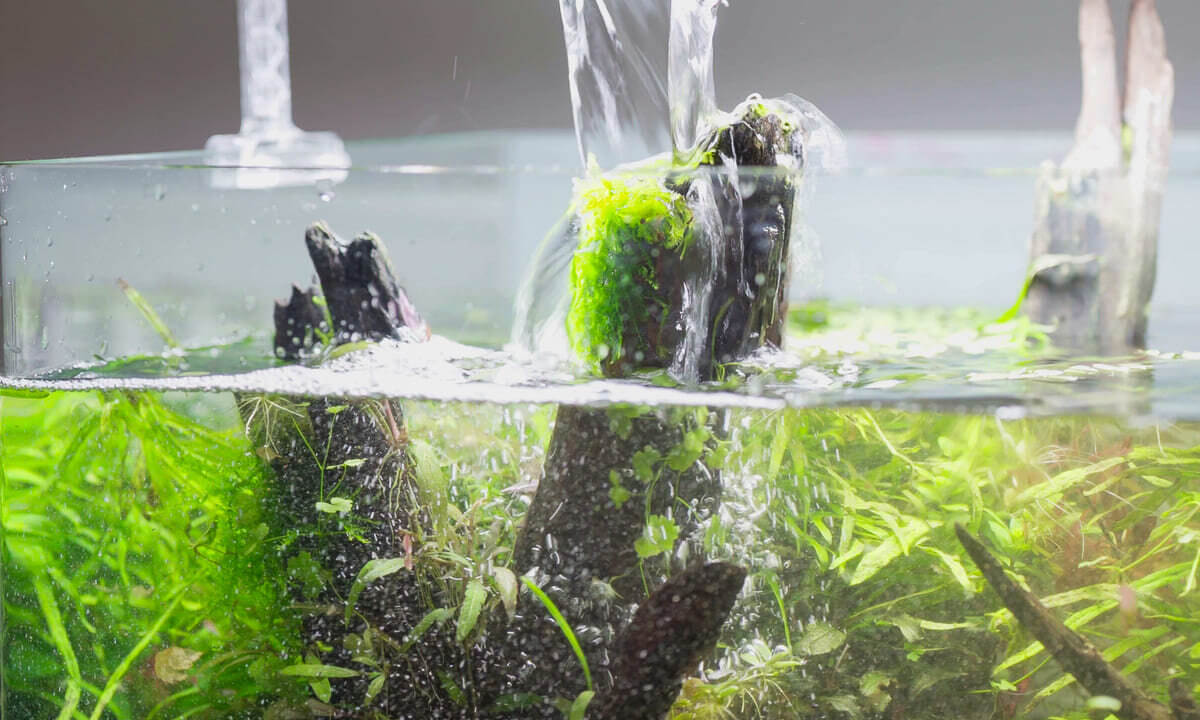 Frisches Wasser wird beim Wasserwechsel ins Aquarium eingelassen