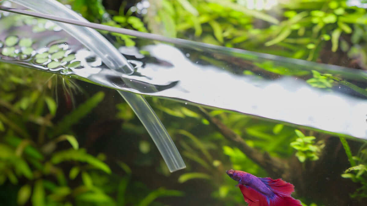 Wasserwechsel im Aquarium mit Schlauch während ein Betta Fisch im Becken schwimmt