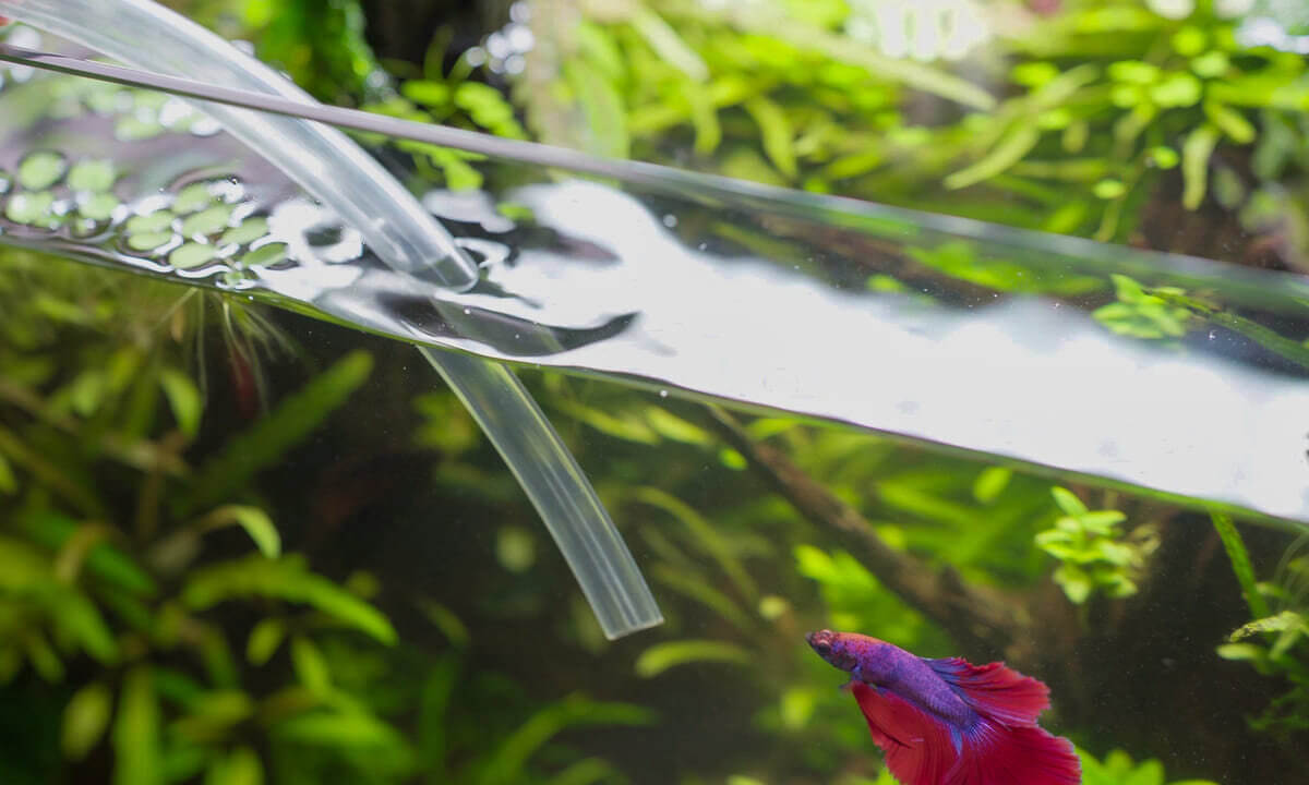 Wasserwechsel im Aquarium mit Schlauch während ein Betta Fisch im Becken schwimmt