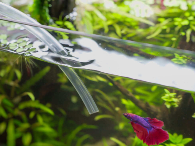 Wasserwechsel im Aquarium mit Schlauch während ein Betta Fisch im Becken schwimmt