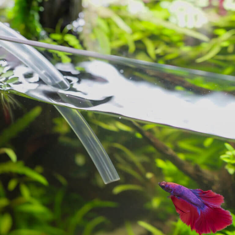 Wasserwechsel im Aquarium mit Schlauch während ein Betta Fisch im Becken schwimmt