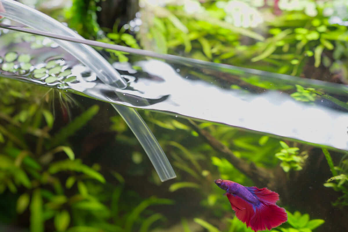 Wasserwechsel im Aquarium mit Schlauch während ein Betta Fisch im Becken schwimmt