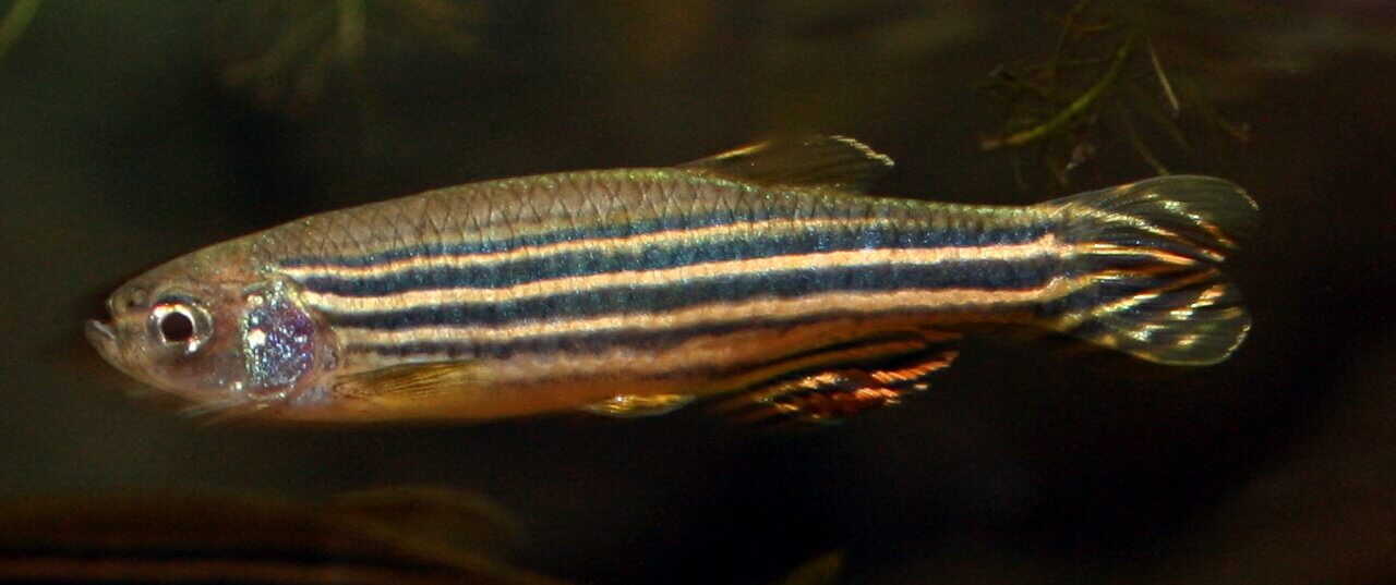 Zebra-Bärbling (Danio rerio) aktiver Schwarmfisch im Aquarium