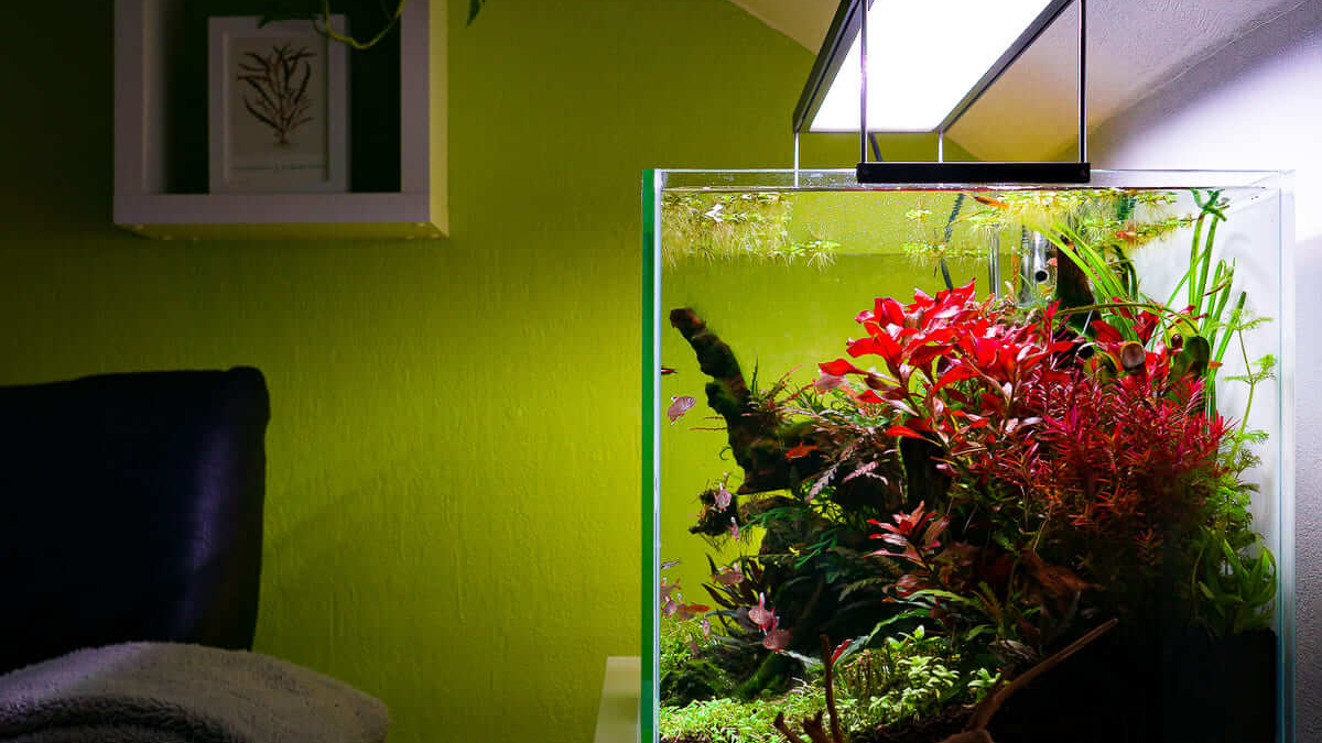 Aquascape Aquarium mit roter Pflanze unter Chihiros WRGB LED Beleuchtung