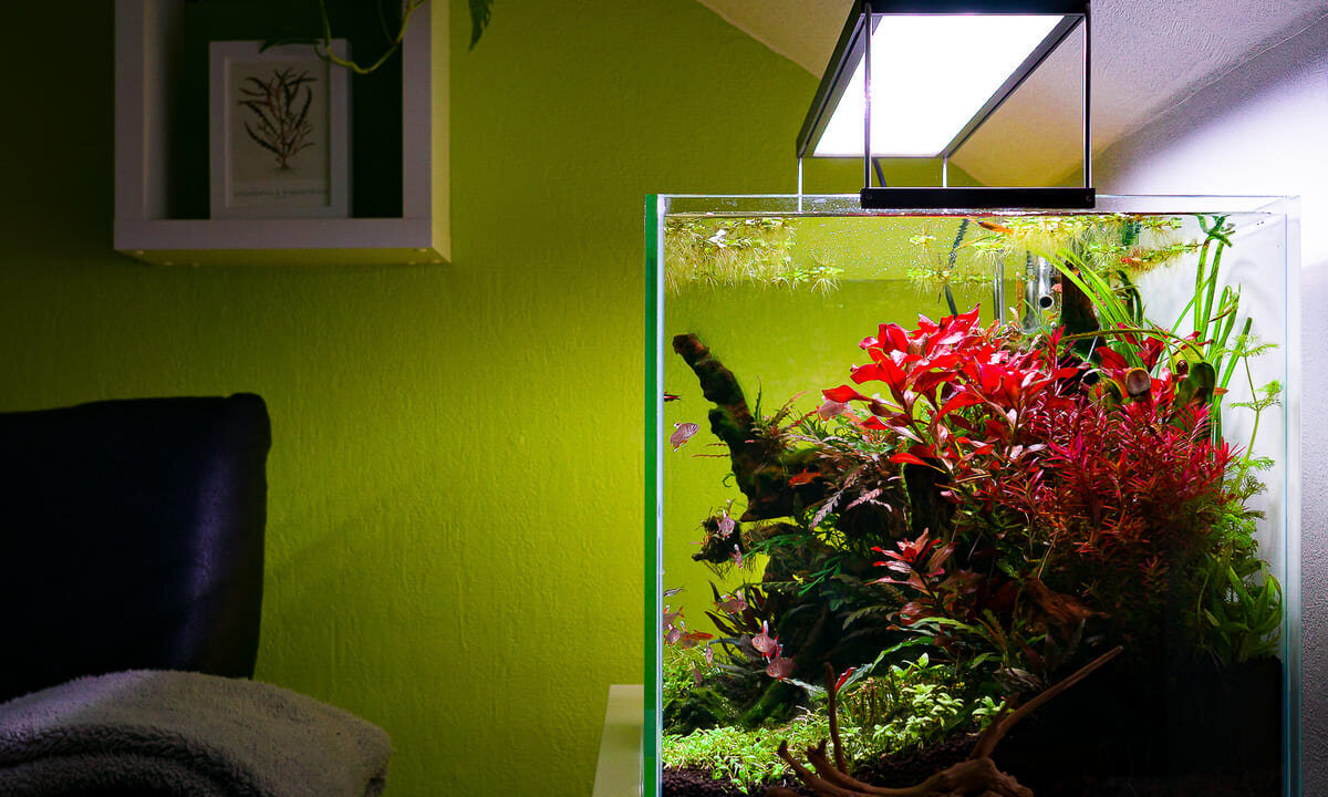 Aquascape Aquarium mit roter Pflanze unter Chihiros WRGB LED Beleuchtung