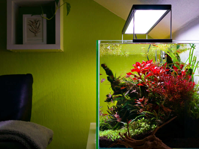 Aquascape Aquarium mit roter Pflanze unter Chihiros WRGB LED Beleuchtung